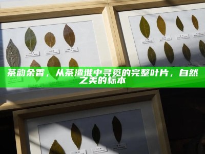 茶韵余香，从茶渣堆中寻觅的完整叶片，自然之美的标本