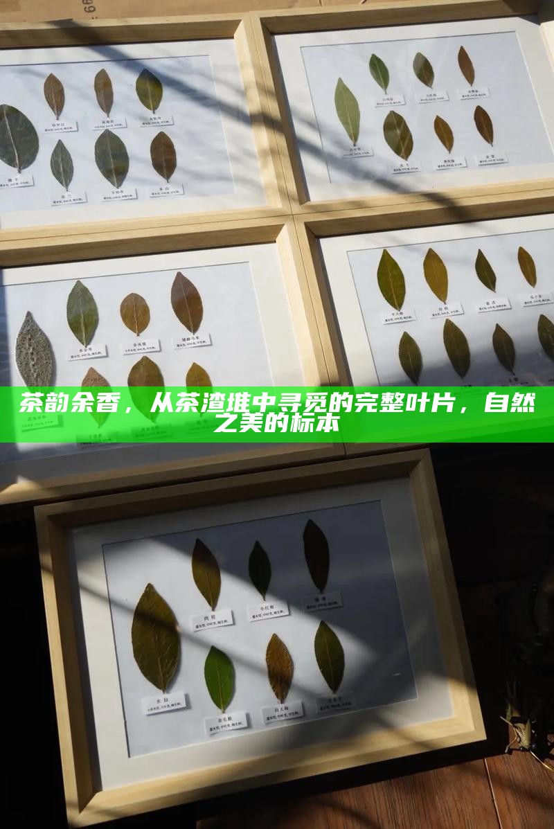 茶韵余香，从茶渣堆中寻觅的完整叶片，自然之美的标本